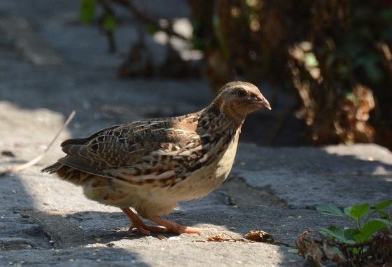 DSC_5634bbb.jpg