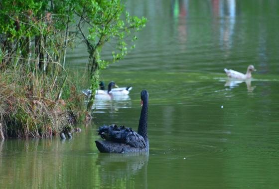 DSC_6433a.jpg