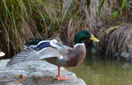 DSC_6990aa.jpg