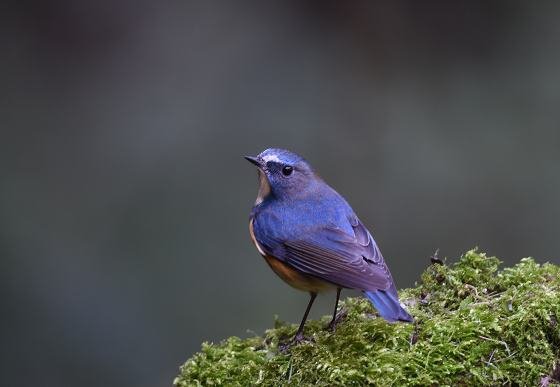 DSC_2405aaa.jpg