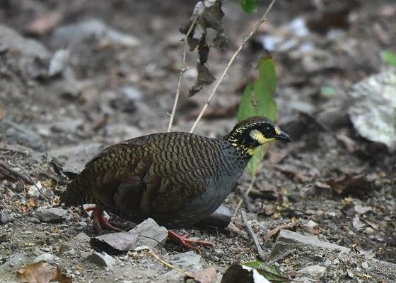 DSC_2610aaaaa.jpg