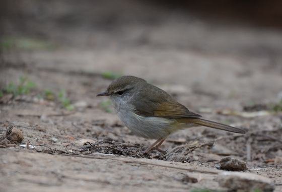 DSC_8423a.jpg