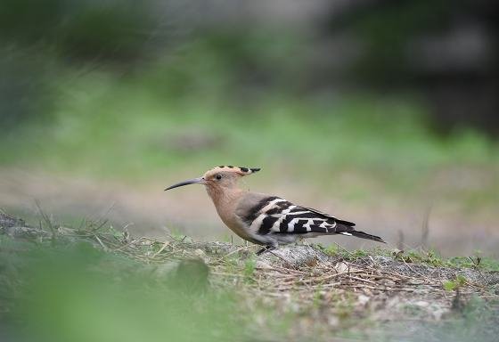 DSC_2748a.jpg