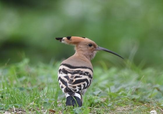 DSC_2767aaaaa.jpg
