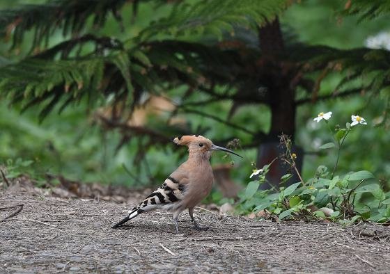 DSC_2807aaa.jpg