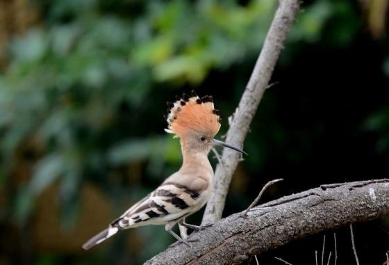DSC_8236aaaaa.jpg