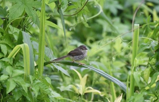 DSC_0176aaa560.jpg