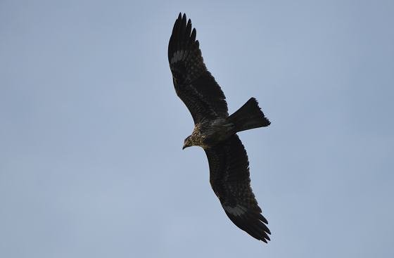DSC_7923a560.jpg