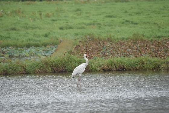DSC_8551A560.jpg