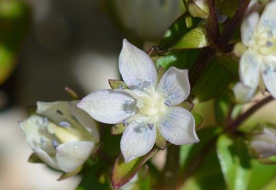 DSC_9750aaa560.jpg