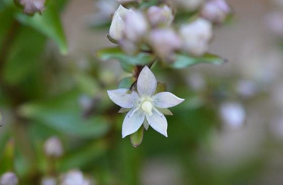 DSC_9783aaa560.jpg