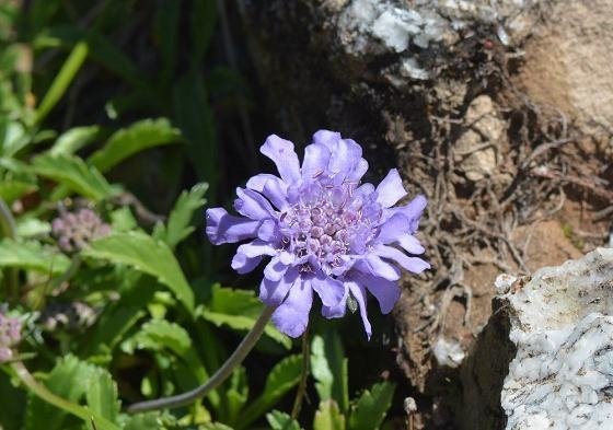 DSC_9762a560.jpg