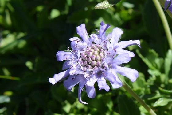 DSC_9770aaa560.jpg