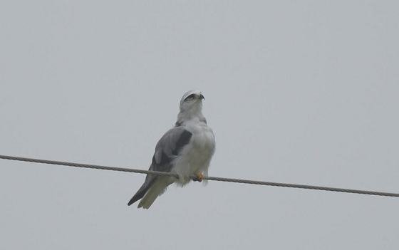 DSC_9165a560.jpg
