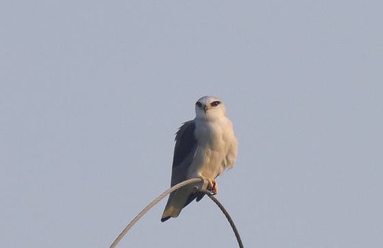 DSC_9504a560.jpg