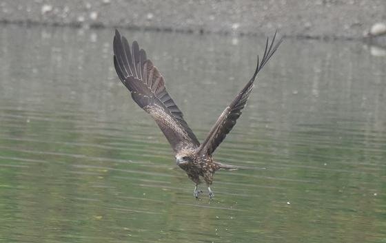 DSC_4004aaa560.jpg