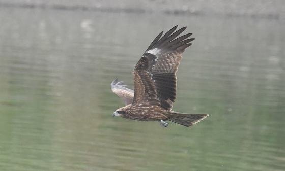 DSC_4011aa560.jpg