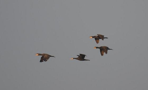 DSC_5462x560.jpg