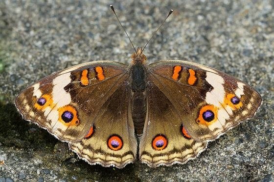 560aaa800px-Junonia_orithya_female_back_20130817[1].jpg