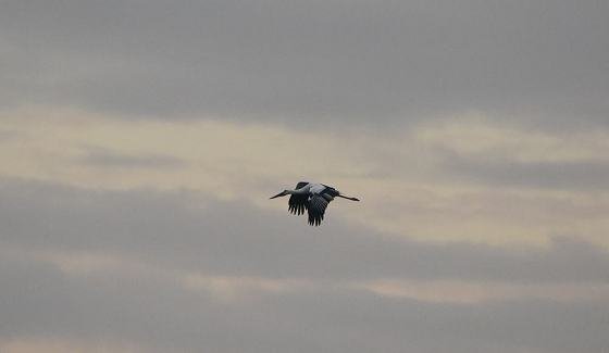 DSC_7206aa560.jpg