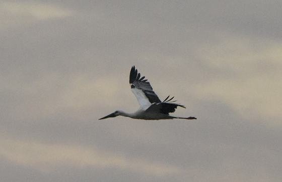 DSC_7207aa560.jpg