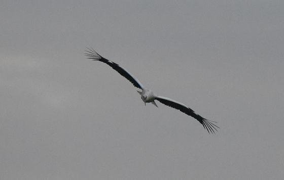 DSC_7210aaa560.jpg