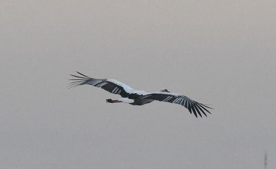 DSC_7215a560.jpg