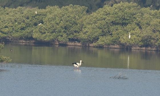 DSC_7347aaaaa560.jpg