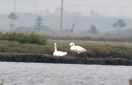 DSC_0407a560aaaa.jpg