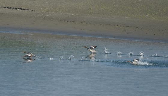 DSC_2118aa560.jpg
