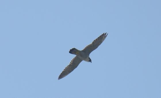 DSC_1850aaa560.jpg
