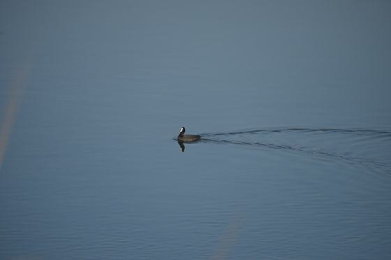 DSC_2215aaa560.jpg