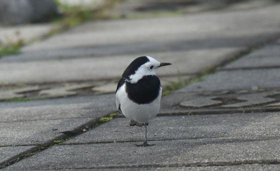 DSC_2358aa560.jpg
