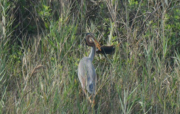 DSC_3247aaaa600.jpg