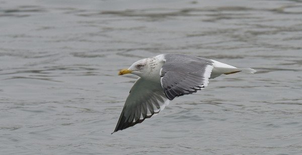 DSC_6518aaaa600.jpg