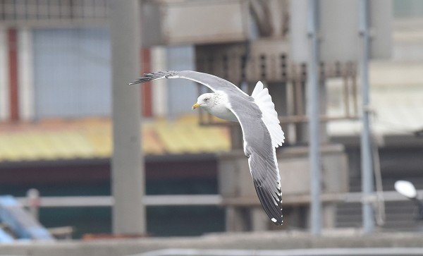 DSC_6528aa600.jpg