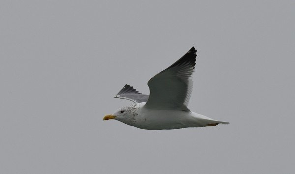 DSC_6534aa600.jpg