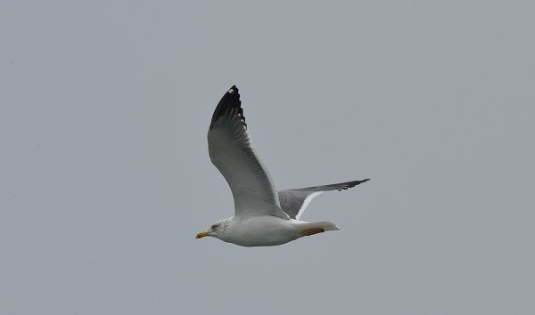 DSC_6552aa600.jpg