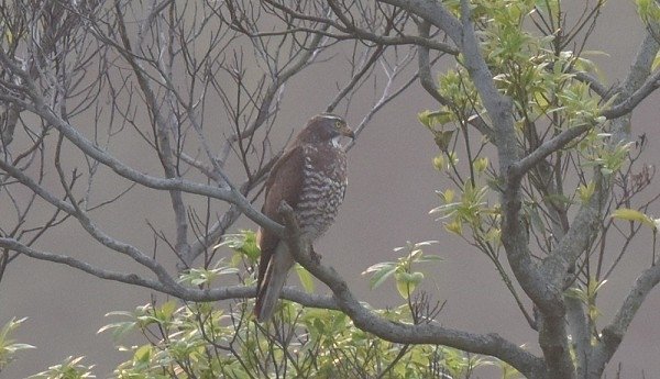 DSC_7311aaa600.jpg