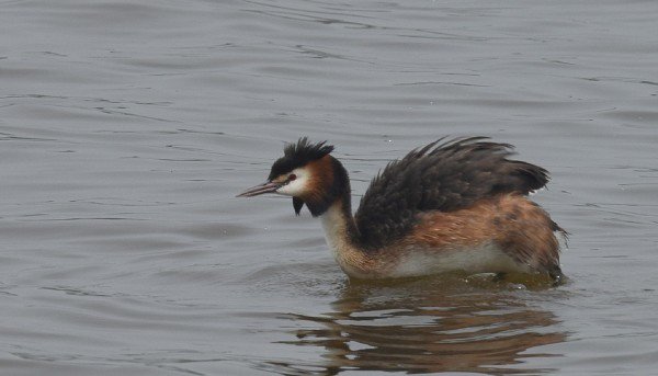DSC_8515aaa600.jpg