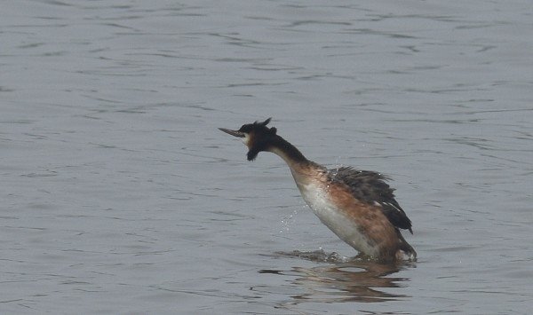 DSC_8537aa600.jpg