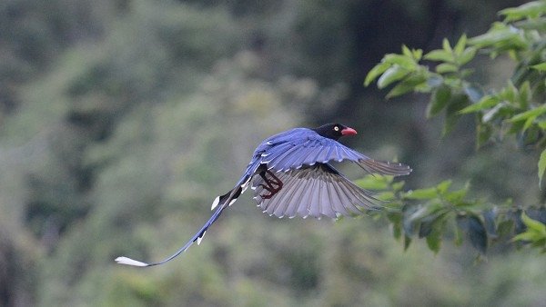 DSC_4221aaa600.jpg