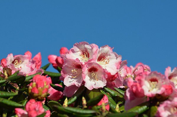 DSC_9200aa600.jpg
