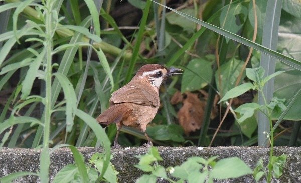 DSC_0017aaaa600.jpg
