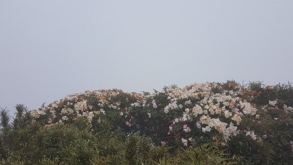 20160528_175046a600.jpg