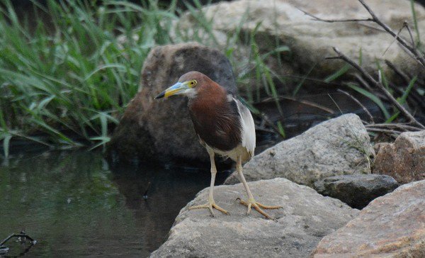 DSC_5209aa600.jpg