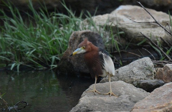 DSC_5210aaaa600.jpg