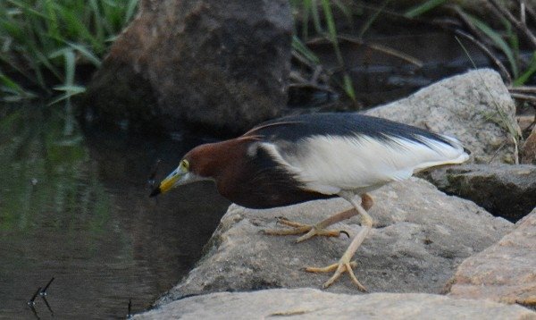 DSC_5215aaa600.jpg