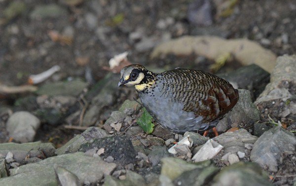 DSC_5802aaa600.jpg