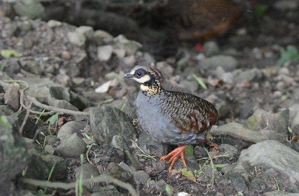 DSC_5946aaa600.jpg